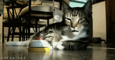 гифки-котэ-песочница-697974