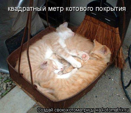 Котовое покрытие