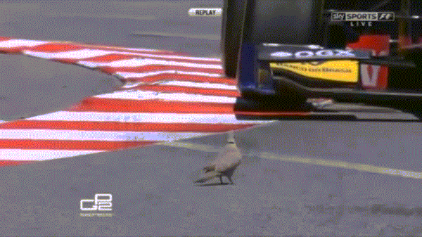 гифки-гонки-голубь-экстрим-706705