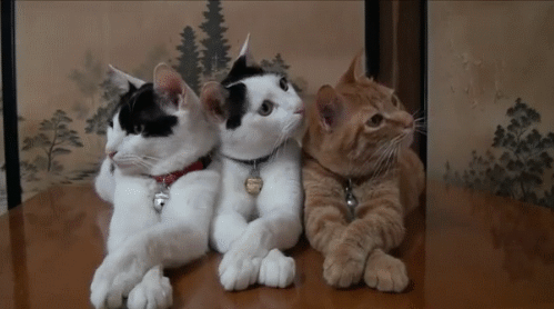 e9ce30d6311ea79bde15b727ff2