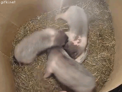 гифки-три-поросенка-711026