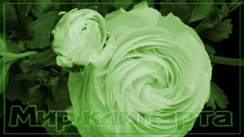 rose2