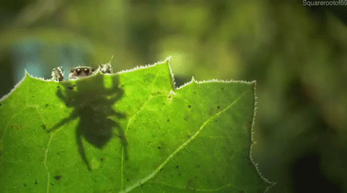 мимими-паукан-718774