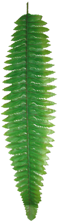 папортник