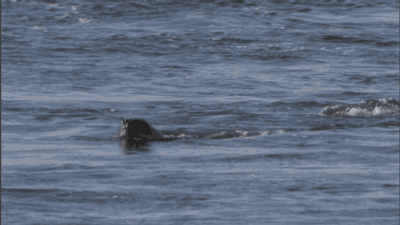 Касатка на скорости