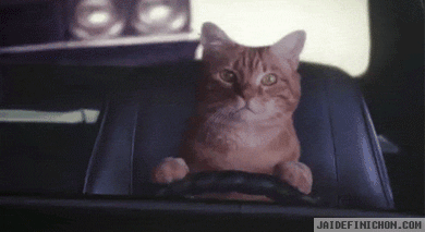 Кот за рулём