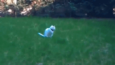 гифки-кот-на-взлет-727149