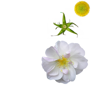 665