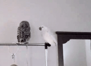 Попка дурак