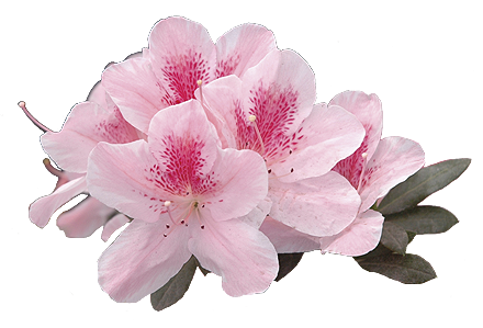 azaleas
