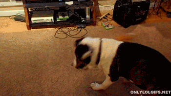 tumblr_mo88v8fHaa1r3gb3zo1_400