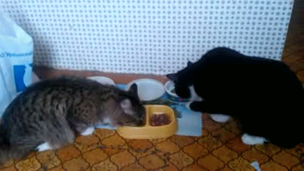 1371285960_683349151