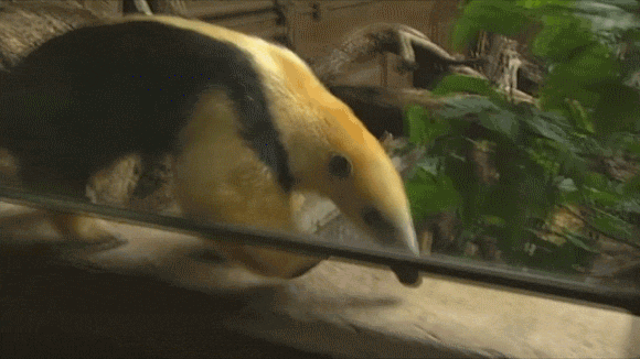 гифки-Муравьед-в-комментах-ещё-538254