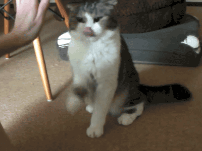 гифки-котэ-Дай-пять-749390