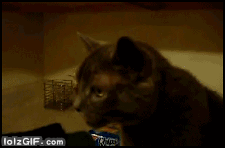 disturbing_gifs_and_pics_that_might_still_make_you_say_wtf_55