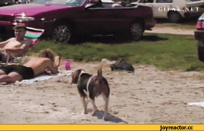 гифки-собака-купальник-753538