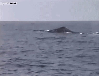 Эй,подожди меня...