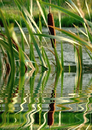 ЗЕЛЁНЫЕ ФОНЫ