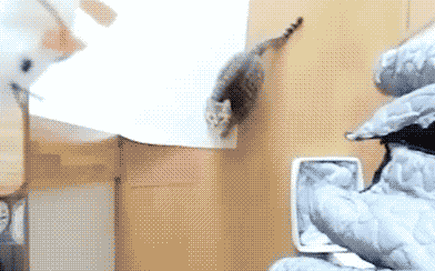 Невероятно-высокий-прыжок-кота-к-верхней-полке-за-игру