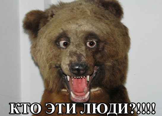 медвед