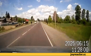 гифки-коровы-песочница-773656