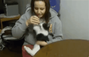 гифки-котэ-794481