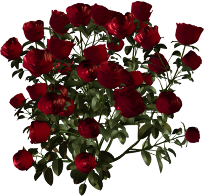 84541805_kust_roz-(1)
