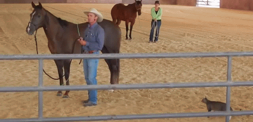 gif-cat-horse-812403