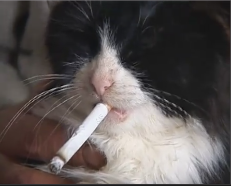 котик курит