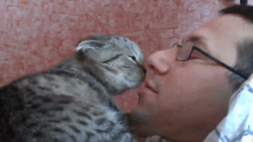 котэ-кошка-мимими-милота-627519