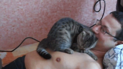 котэ-кошка-мимими-милота-627558