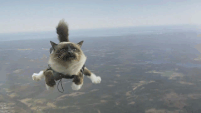 Cute-Flying-Cat