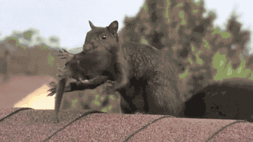 гифки-белка-832213