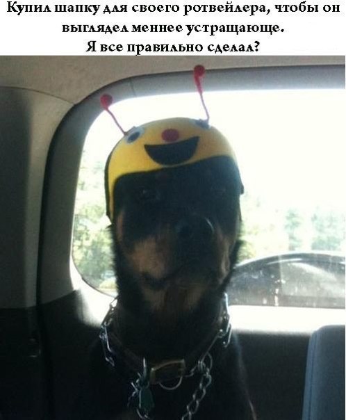 собака-лол-мемы-песочница-722566