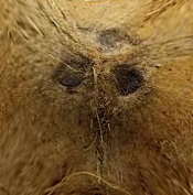defaqult
