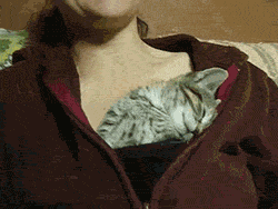 гифки-котэ-живность-857714