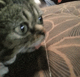 77316-Grumpy-Cat-Lil-Bub-gif-Imgur-Qgd2