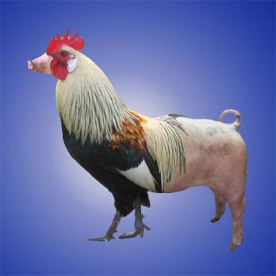 chicken_pig