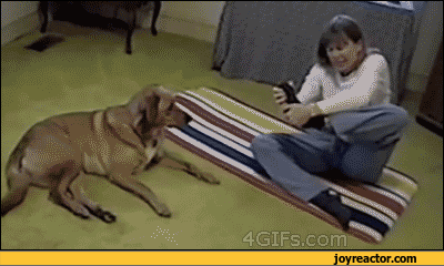 gif-dog-yoga-867911