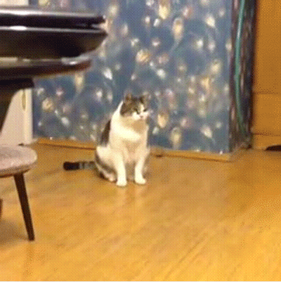 гифки-кот-живность-внезапно-873462