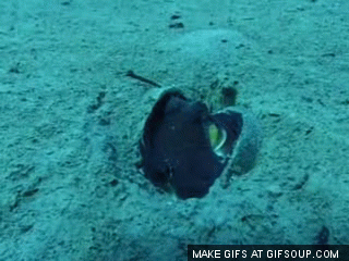 octopus-coconut-shell-o