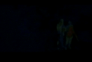 gif-Эвок-хищник-874207