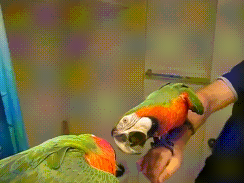гифки-попугай-живность-876885