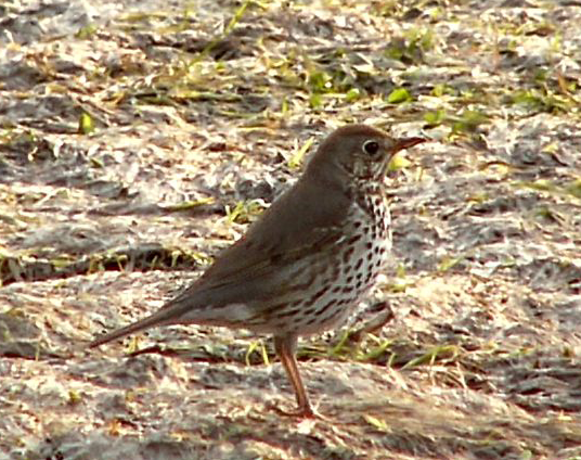 song_thrush_(turdus_philomelos)
