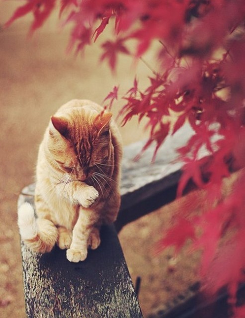 105060325_1379181343_krasivyefotki31