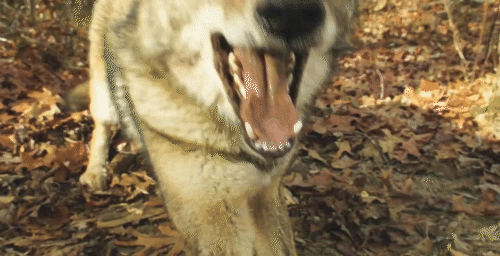 wolf