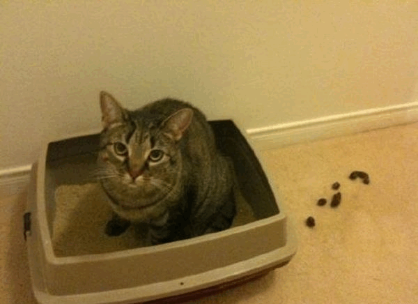 Кот-кержакова-кержаков-мимо-песочница-232686