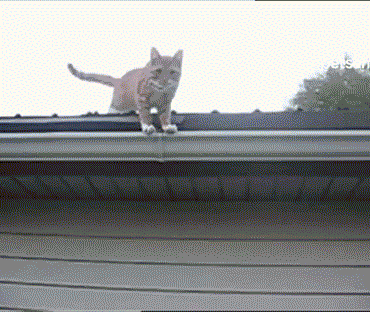 гифки-кот-фейл-животные-536426