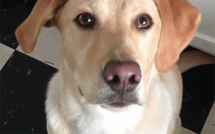 gif-собакен-живность-трюк-912684