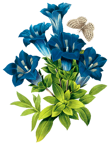 колокольчики-2